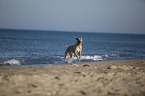 rennender Cane Corso