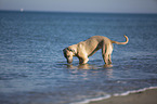 rennender Cane Corso