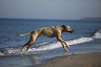 rennender Cane Corso