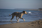 rennender Cane Corso