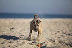 rennender Cane Corso