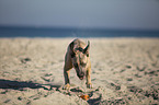 rennender Cane Corso