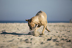 spielender Cane Corso