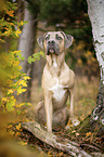 sitzender Cane Corso