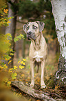 stehender Cane Corso