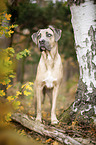 stehender Cane Corso