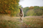 rennender Cane Corso