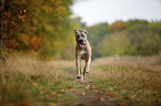 rennender Cane Corso