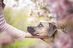 junge Frau mit Cane Corso Hndin