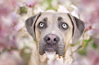 Cane Corso Portrait