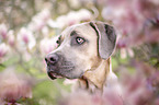 Cane Corso Portrait