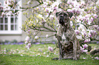 sitzender Cane Corso