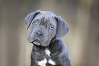 Cane Corso Welpe Portrait