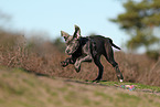 Cane Corso Welpe