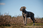 Cane Corso Welpe