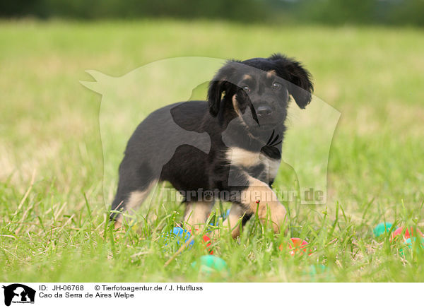 Cao da Serra de Aires Welpe / Portuguese Sheepdog Puppy / JH-06768