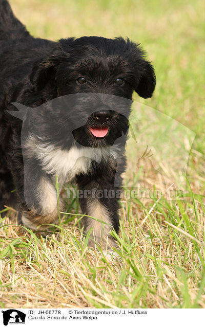 Cao da Serra de Aires Welpe / Portuguese Sheepdog Puppy / JH-06778