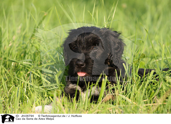 Cao da Serra de Aires Welpe / Portuguese Sheepdog Puppy / JH-06794