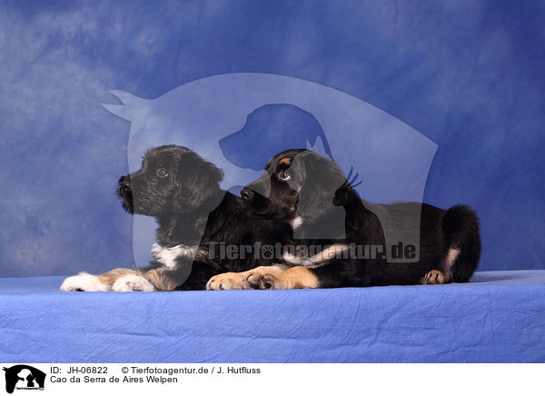 Cao da Serra de Aires Welpen / Portuguese Sheepdog Puppies / JH-06822