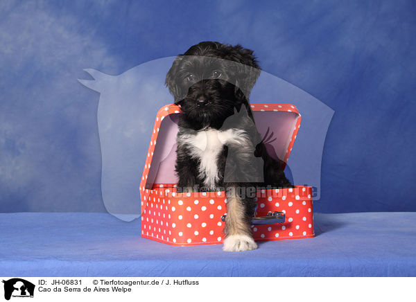 Cao da Serra de Aires Welpe / Portuguese Sheepdog Puppy / JH-06831