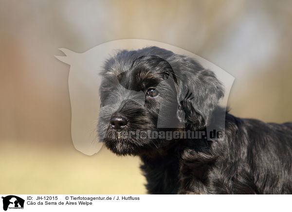 Co da Serra de Aires Welpe / Co da Serra de Aires puppy / JH-12015