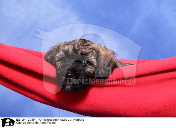 Co da Serra de Aires Welpe / JH-12045