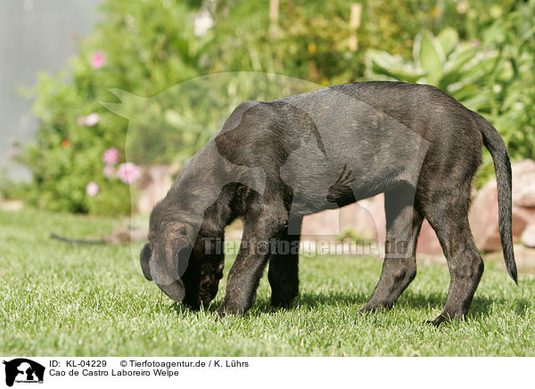 Cao de Castro Laboreiro Welpe / Cao de Castro Laboreiro Puppy / KL-04229