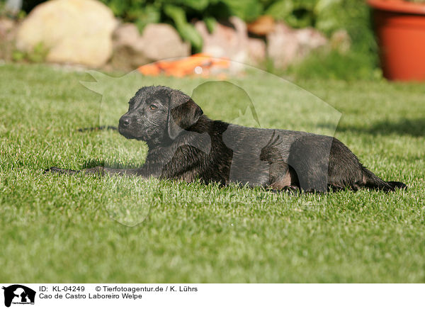 Cao de Castro Laboreiro Welpe / Cao de Castro Laboreiro Puppy / KL-04249