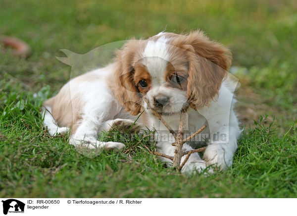 liegender / lying Cavalier King Charles / RR-00650