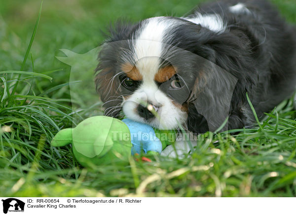 Cavalier King Charles / RR-00654