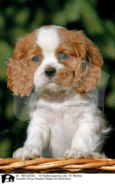 Cavalier King Charles Welpe im Krbchen / CKC puppy in the basket / RR-00659