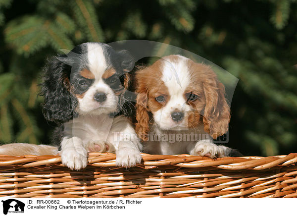 Cavalier King Charles Welpen im Krbchen / CKC puppies in the basket / RR-00662