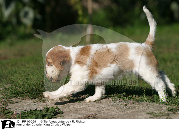 rennender Cavalier King Charles Welpe / running CKC puppy / RR-00669