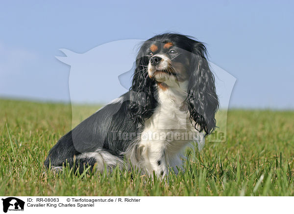 Cavalier King Charles Spaniel / Cavalier King Charles Spaniel / RR-08063