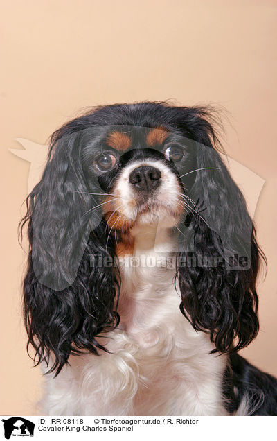 Cavalier King Charles Spaniel / RR-08118