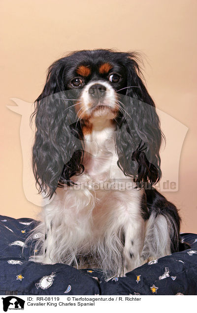 Cavalier King Charles Spaniel / Cavalier King Charles Spaniel / RR-08119