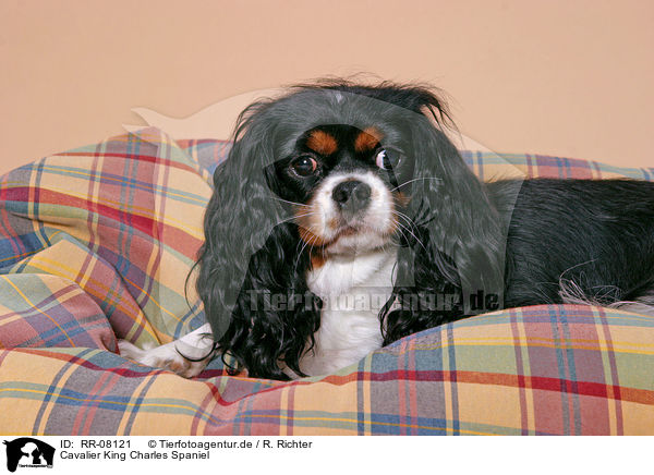 Cavalier King Charles Spaniel / Cavalier King Charles Spaniel / RR-08121