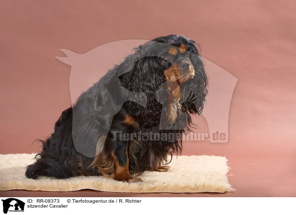 sitzender Cavalier / sitting Cavalier / RR-08373