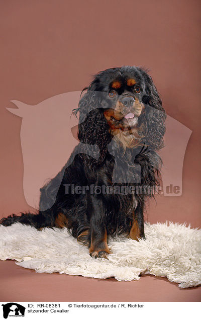 sitzender Cavalier / sitting Cavalier / RR-08381