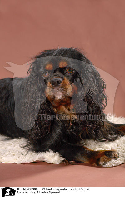 Cavalier King Charles Spaniel / Cavalier King Charles Spaniel / RR-08386