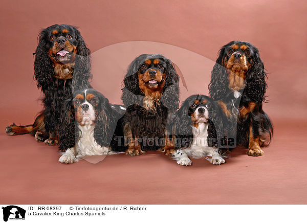 5 Cavalier King Charles Spaniels / 5 Cavalier King Charles Spaniels / RR-08397