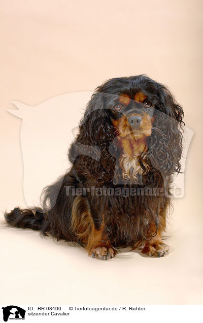 sitzender Cavalier / sitting Cavalier / RR-08400