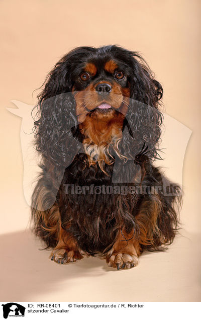 sitzender Cavalier / sitting Cavalier / RR-08401