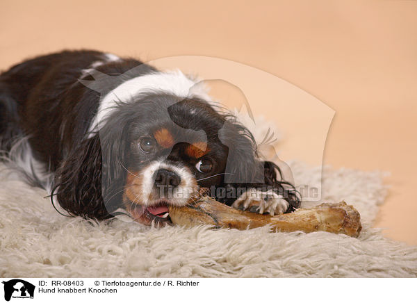 Hund knabbert Knochen / gnawing dog / RR-08403
