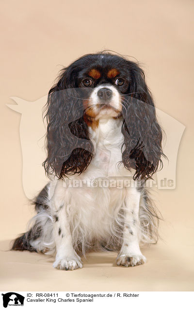 Cavalier King Charles Spaniel / Cavalier King Charles Spaniel / RR-08411