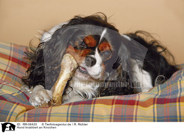 Hund knabbert an Knochen / gnawing Cavalier / RR-08420