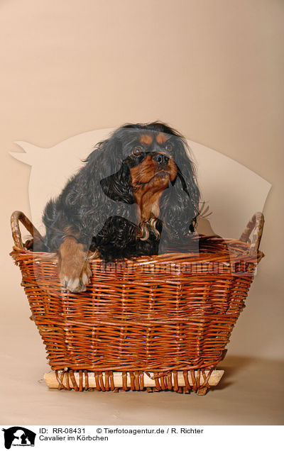 Cavalier im Krbchen / Cavalier in basket / RR-08431