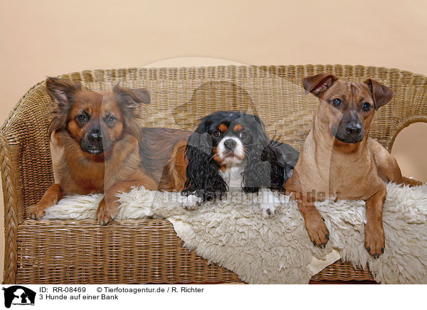 3 Hunde auf einer Bank / dogs on bench / RR-08469
