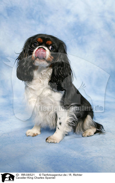 Cavalier King Charles Spaniel / Cavalier King Charles Spaniel / RR-08521
