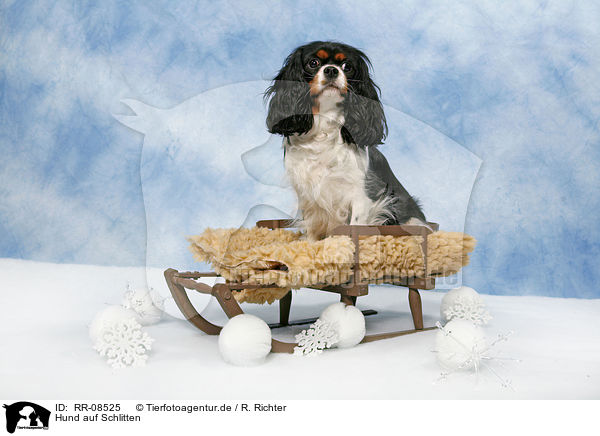 Hund auf Schlitten / dog on sledge / RR-08525